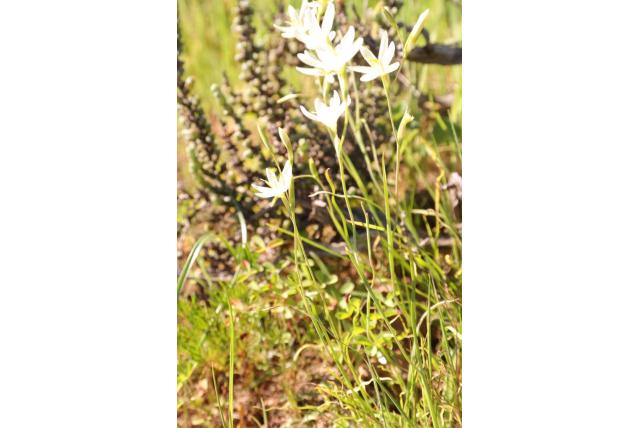 Rechtopstaande hesperantha Rechtopstaande hesperantha