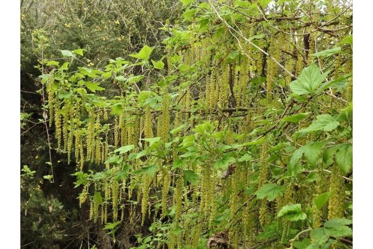 Ribes magellanicum -9577