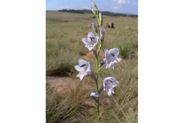 Mauve-bloemige gladiolus Mauve-bloemige gladiolus