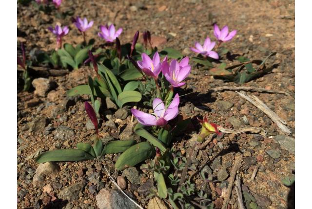 Lage hesperantha Lage hesperantha