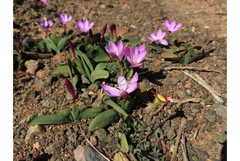 Hesperantha humilis 9590