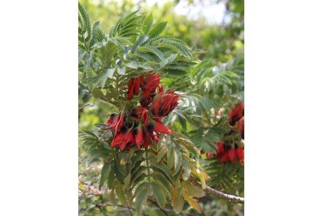 Drège's melianthus