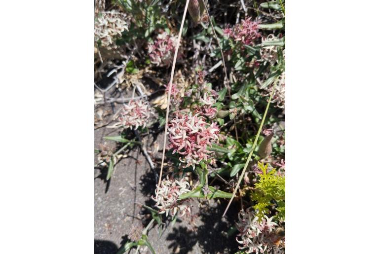 Tweedia birostrata -9598