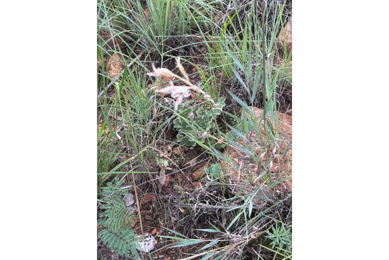 Gladiolus sekukuniensis 9602