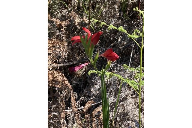 Groenblijvende gladiolus