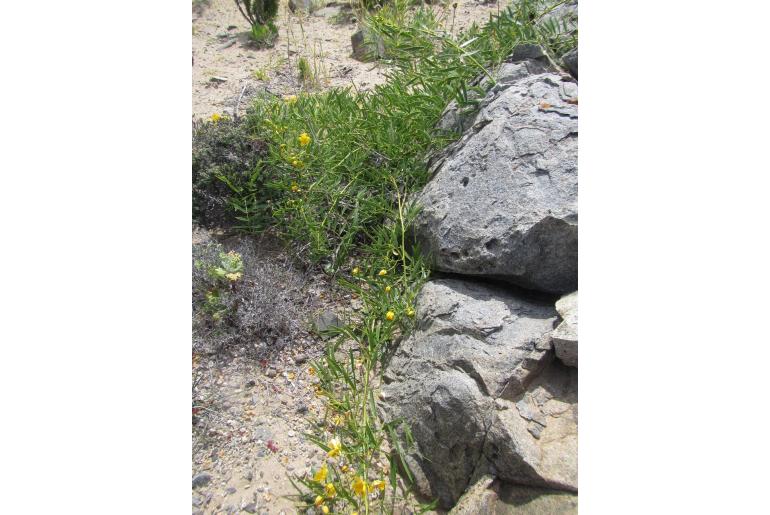 Senna cumingii var cumingii -9608