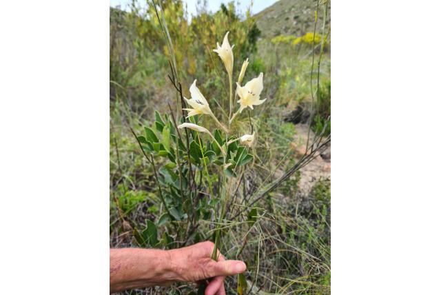 Uitenhage's gladiolus