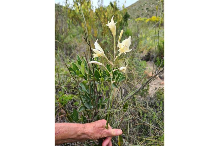 Gladiolus uitenhagensis 9610