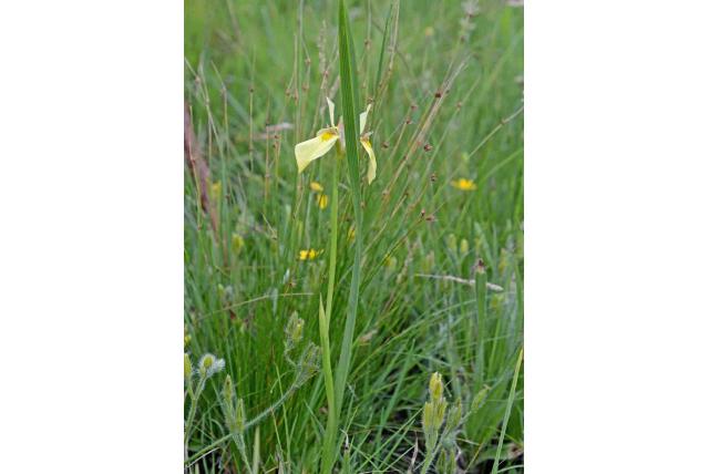 Enkelvoudig schutblad moraea