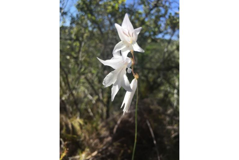 Gladiolus vaginatus 9613