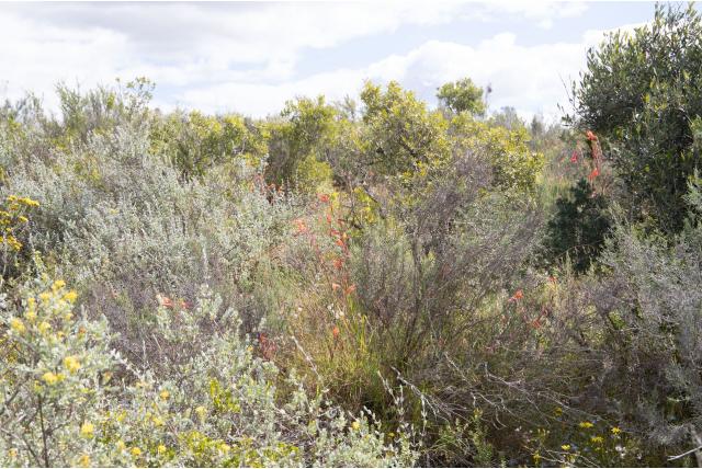 Van de Merwe's gladiolus
