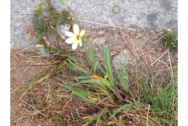Pearce's sisyrinchium