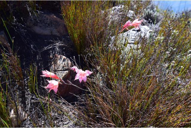 Roze bloem gladiolus Roze bloem gladiolus