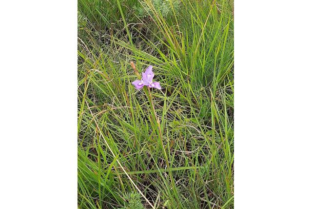 Natal moraea