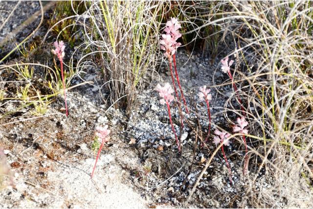 St. Barbara's lachenalia