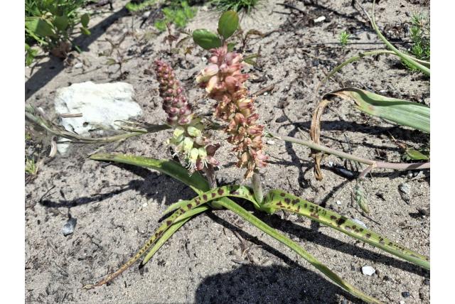 Lutzeyer’s lachenalia Lutzeyer’s lachenalia