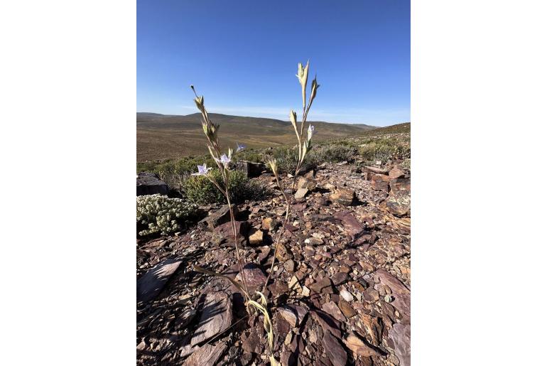 Moraea saxicola 9635