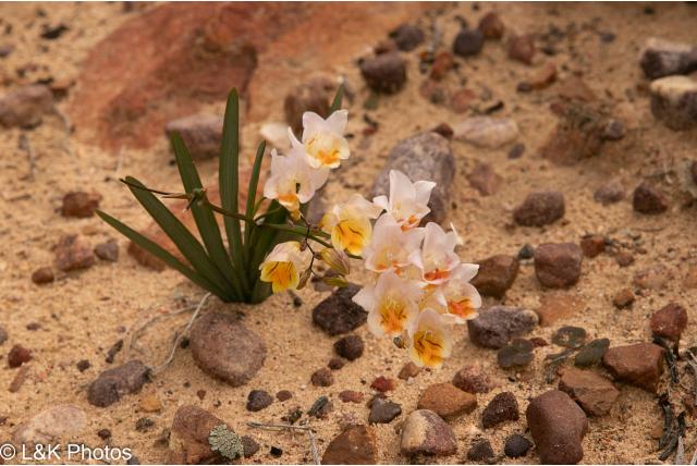 Westerse Freesia