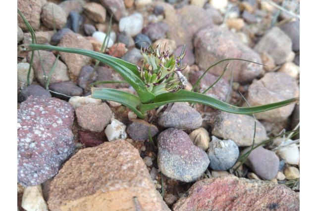 Kaapse wurmbea