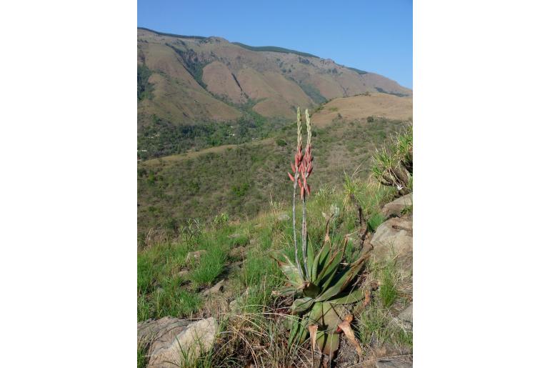 Aloe thorncroftii 9649