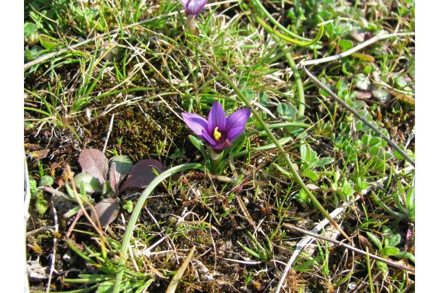 Linares' romulea