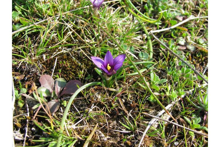 Romulea linaresii 9650