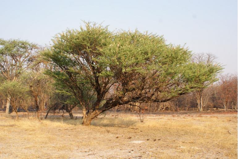 Vachellia hebeclada ssp chobiensis -9652
