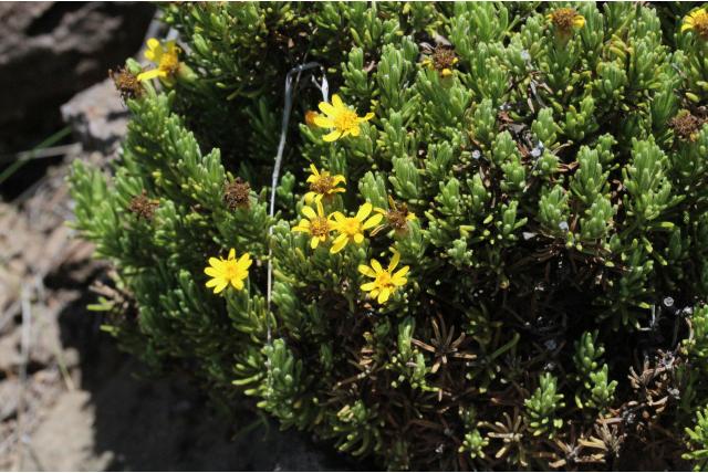 Bladsteelkussen Arrowsmithia