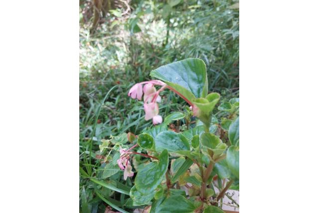 Hooker's begonia