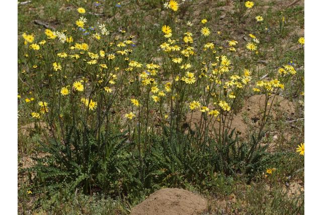 Senecio-achtige bladachtige van Sprirea