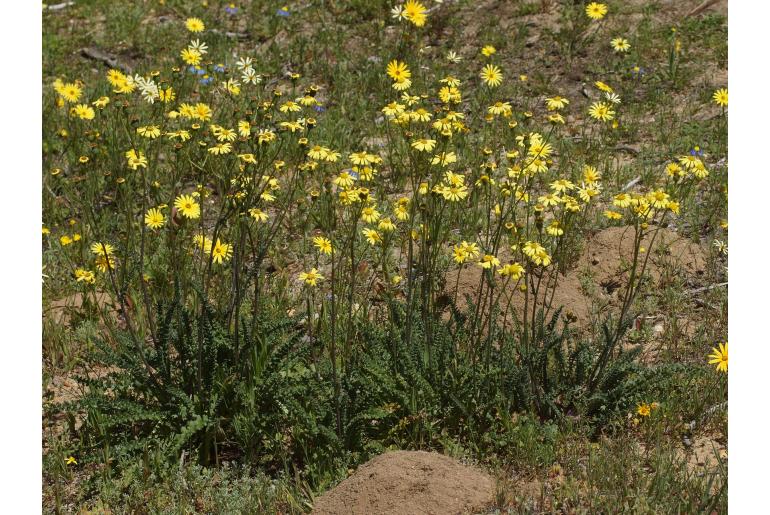Senecio spiraeifolius 9668