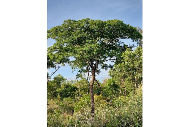 Böhm's Brachystegia