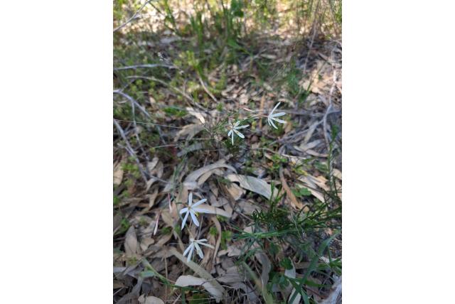 Tedere geissorhiza Tedere geissorhiza