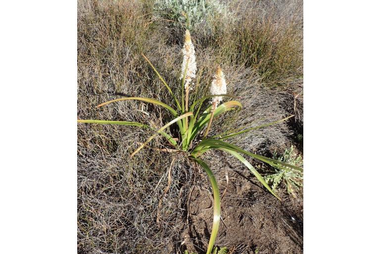 Bulbinella latifolia ssp toximontana -9673