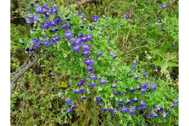Blauwe klimkers