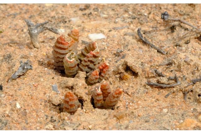 Bruyns Bulbine Bruyns Bulbine