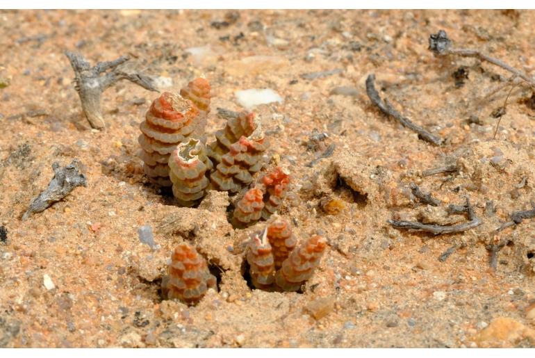 Bulbine bruynsii 9680