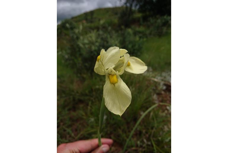 Moraea moggii ssp albescens 9684