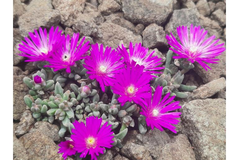 Delosperma liebenbergii&nbsp;9686