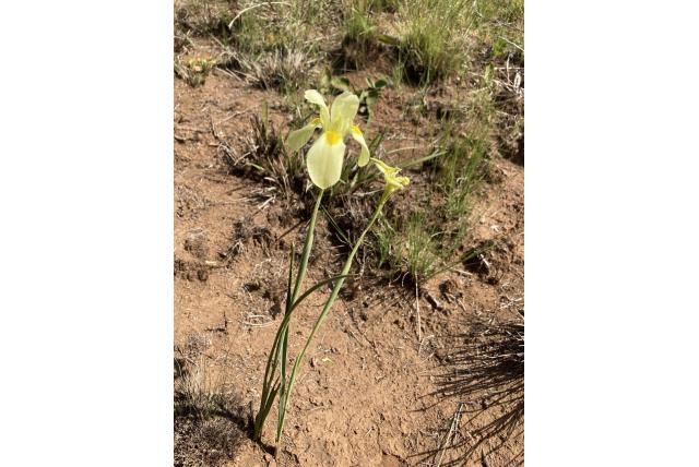 Mudd's moraea Mudd's moraea