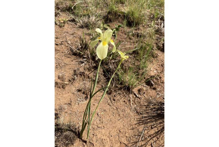Moraea muddii 9687
