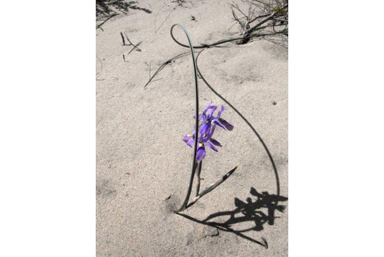 Moraea namibensis 9688