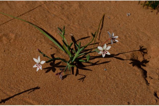 Soortgelijke lapeirousia