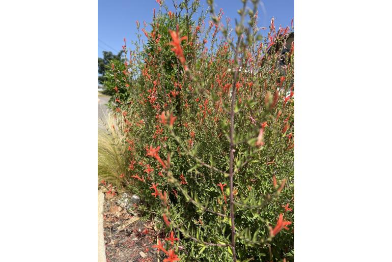 Anisacanthus quadrifidus -9693