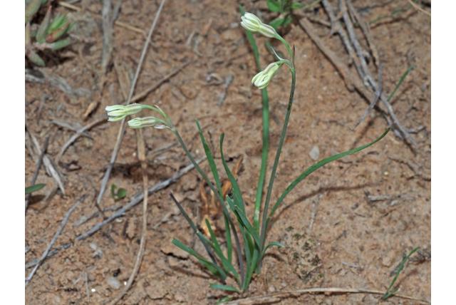 Galpin's wilde knoflook