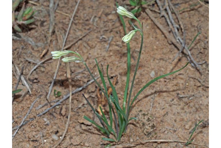 Tulbaghia galpinii Tulbaghia galpinii -9697