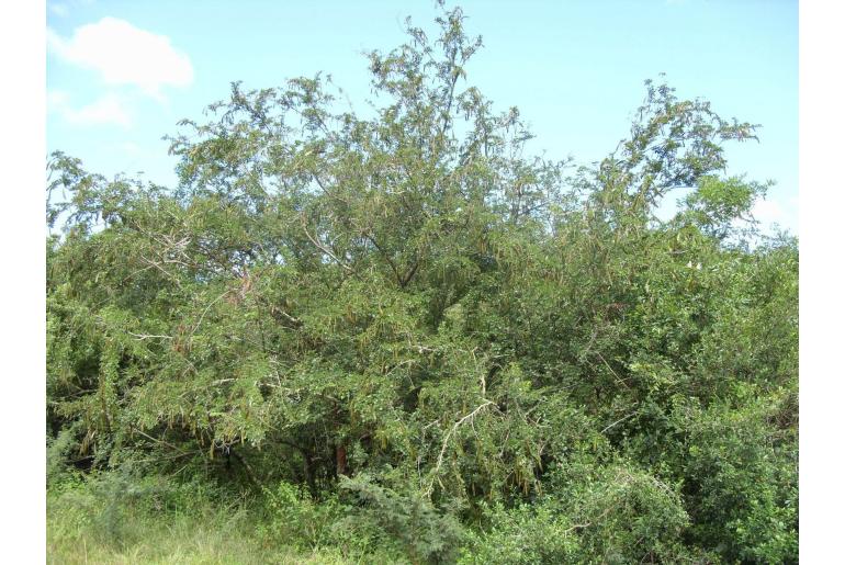 Bauhinia bowkeri -9708