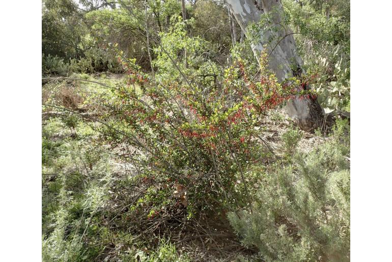 Ribes speciosum -9727