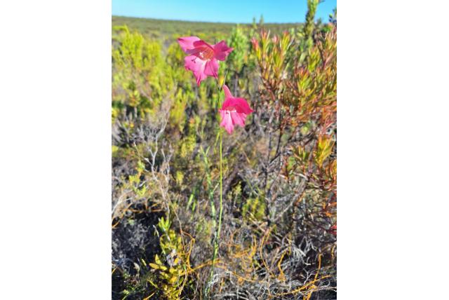 Zuidelijk gladiolus Zuidelijk gladiolus