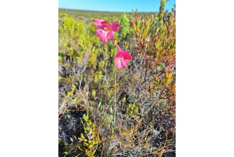 Gladiolus meridionalis 9744